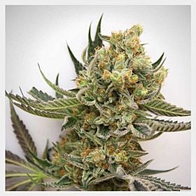 hortilab star bud