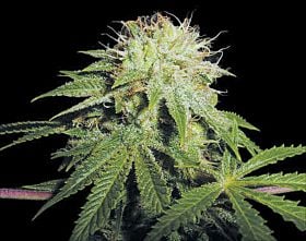 TH Seeds - Stinky Pinky