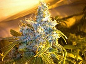 Mr Nice Seedbank - The Stones Regular Seeds