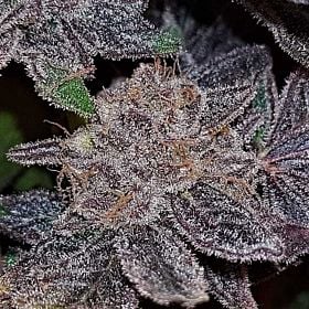 Connoisseur Genetics Strawberry N Mango Fem