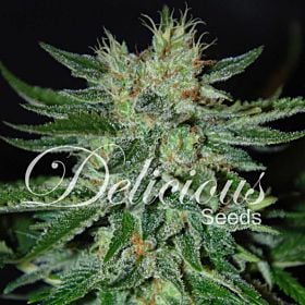 Delicious Seeds - Sugar Black Rose Feminized