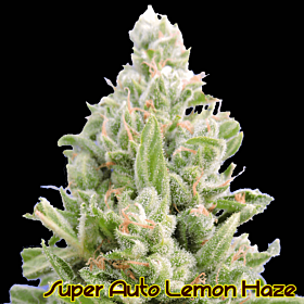 original sensible super lemon haze auto