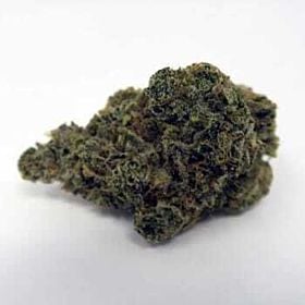 Lady Sativa Genetics Super Orange Glue Reg