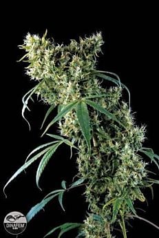 DINAFEM Super Silver Plant