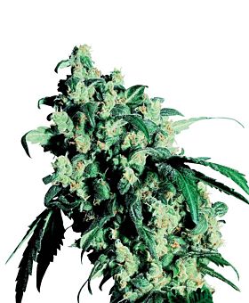 Sensi Seeds Super Skunk Regular