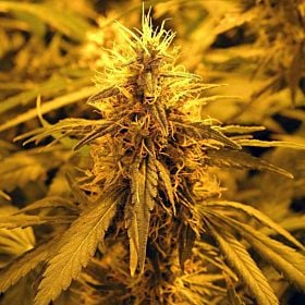 Nirvana Seeds Super Skunk Feminized