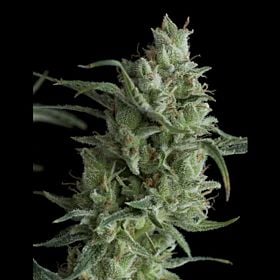 pyramid super og kush