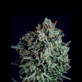 SuperCBDx Blue Cheese x SCBDX Feminized
