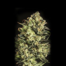 SuperCBDx Emerald Jack x SCBDX Feminized