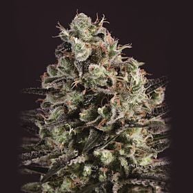 SuperCBDx Royal Purple Kush x SCBDX Feminized