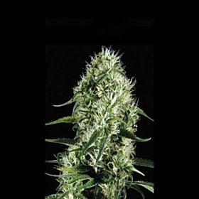 BlimBurn Seeds Silversurfer Haze Feminised