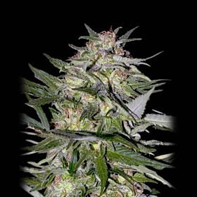 Sweet Seeds Collection #4 Feminized