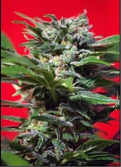 Sweet Seeds Ganesh Spirit Feminised