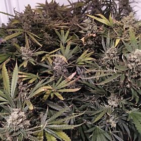 Sweet Seeds Green Poison Collection Feminized
