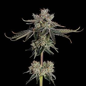Sweet 16 Feminized - Happy Valley Genetics