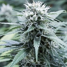 g13 sweet amnesia