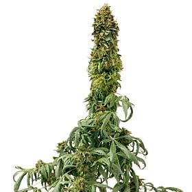 barney's farm sweet tooth
