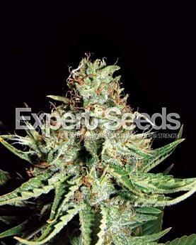 Expert Seeds Sweet Cream Auto Fem