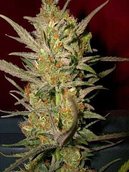 DNA Genetics Sweet Haze Regular