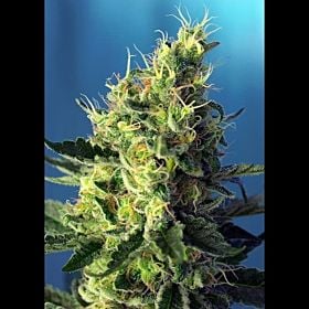 Sweet Seeds Sweet Pure CBD Fem