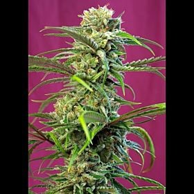Sweet Seeds Sweet Tai Fem