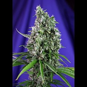 Sweet Seeds Sweet Trainwreck Auto