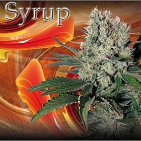 Buddha Seeds Syrup Auto Feminised 