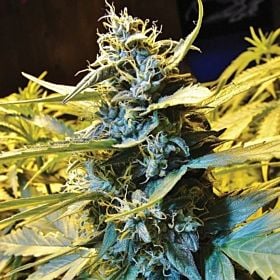 TH Seeds Automatic Northern Hog