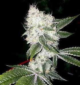 apothecary genetics tahoe og