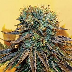 TAYLORD GENETICS Dream Catcher Feminized