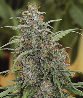 Bomb Seeds - THC Bomb Auto Feminized