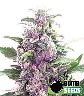 Bomb Seeds THC Bomb Feminized 