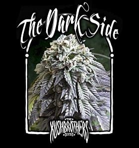 Kush Brothers The Dark Side Fem 