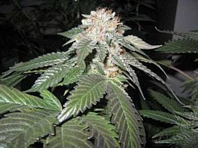  Cali Connection Julius Caesar Feminized