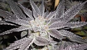 Cali Connection LA Affie Feminized