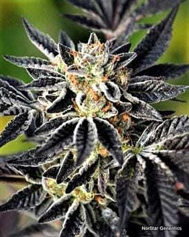 Norstar Genetics The Maestro Reg