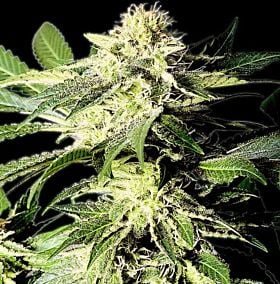 The Bulldog Seeds - The Bulldog Skunk Regular 