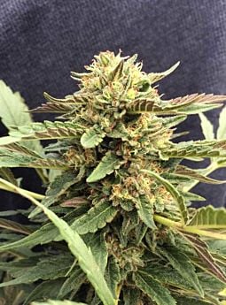 cbd crew CBD Therapy