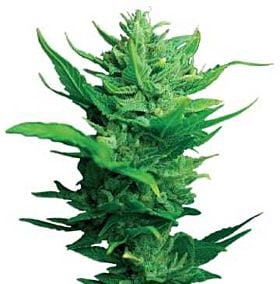 Dutch Passion Think Different Auto-flowering Feminised