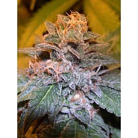 Reserva Privada Tora Bora Feminized