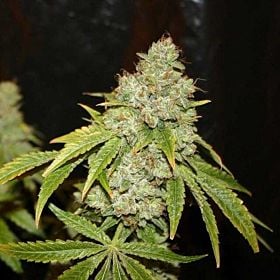 True canna Broad Leaf Black