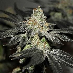 True Canna Genetics TipTop Magoo Reg