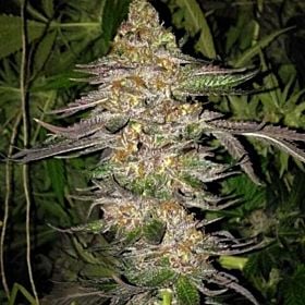True Canna Genetics True Colours Reg
