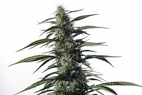 Medical Marijuana Genetics Txaki (TX-1)