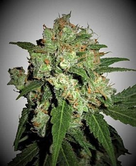 Phoenix Seeds UK Cheesy Express Auto Feminized 