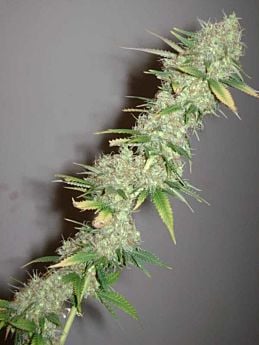 Female Seeds Skunk Special Feminised