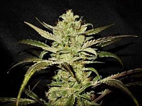 Original Delicatessen Seeds Upstream Fem