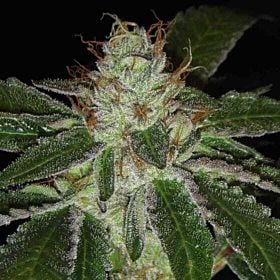 Archive Seeds UltraViolet OG Regular