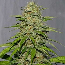 Alpine Seeds Victory Kush 