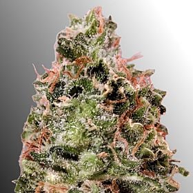 Heavyweight Waist Deep Auto Fem
